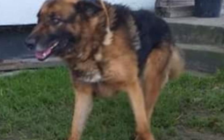 Owczarek niemiecki bawiący się na trawie.