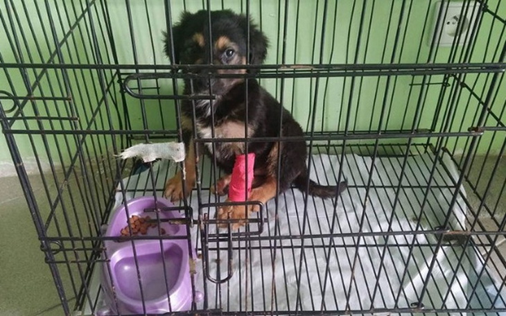 Zbiórka Nie pozwól nam umrzeć... - zdjęcie główne