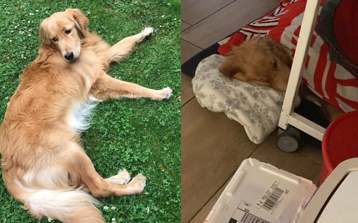 Zbiórka Aspen potrzebuje oparecji - zdjęcie główne