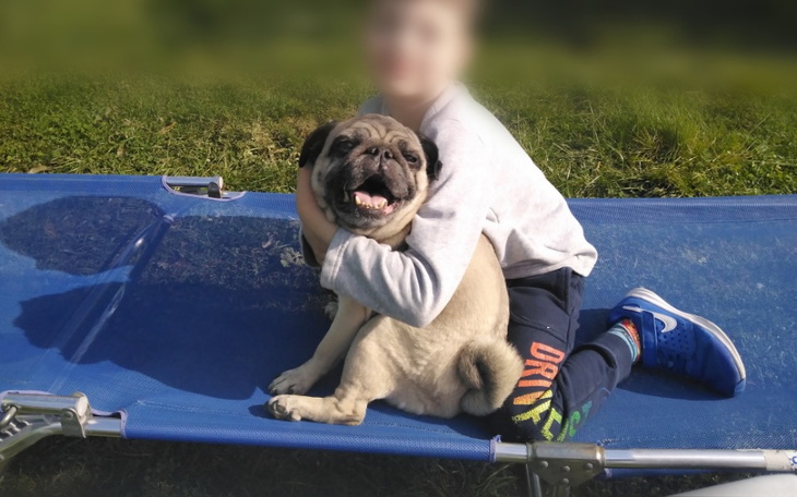 Zbiórka Badania/leczenie Mopsika Carlino - zdjęcie główne