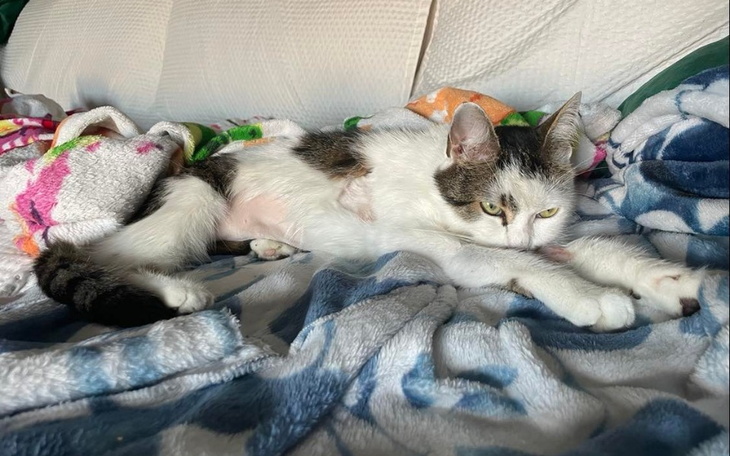 Zbiórka Walka o życie Lucjana - zdjęcie główne