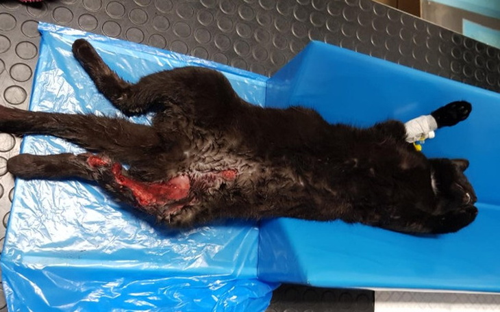 Zbiórka Ratunek dla Dzikiej - zdjęcie główne