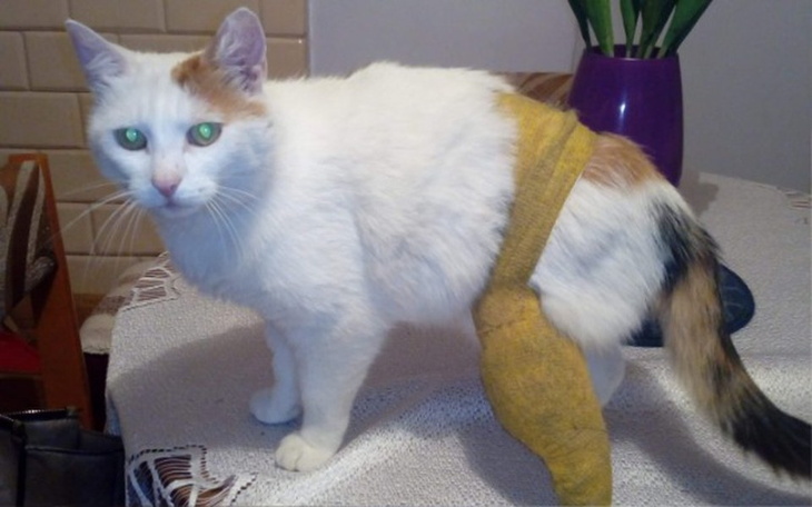 Zbiórka Ratujemy łapkę Kropki - zdjęcie główne