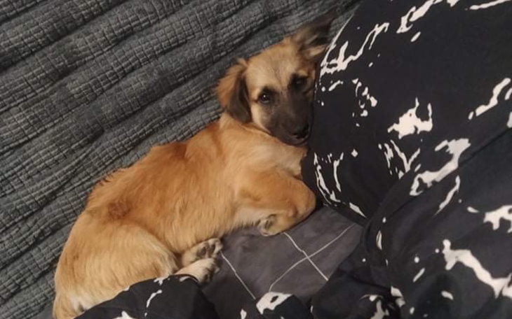 Zbiórka Na operację pieska Dropsa - zdjęcie główne