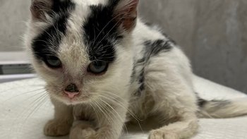 Zbiórka Ratowanie Łatka - miniaturka zdjęcia