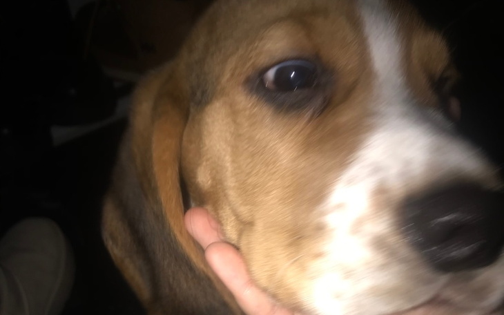 Zbiórka Chore Serce Baggiego - zdjęcie główne