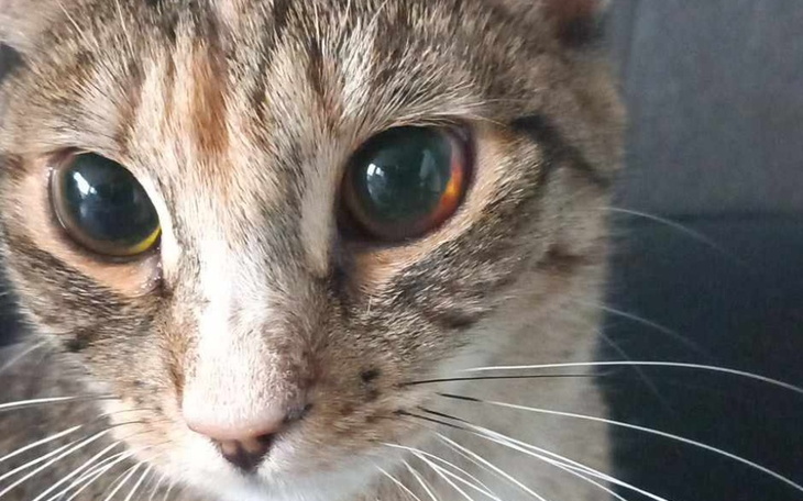 Kot z wyrazistymi oczami, patrzący w obiektyw.