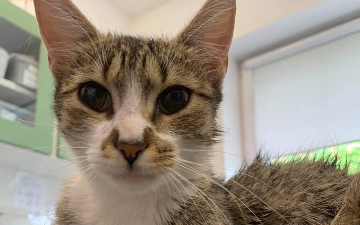 Zbiórka Wyrzucona do piwnicy żeby umrzeć - zdjęcie główne