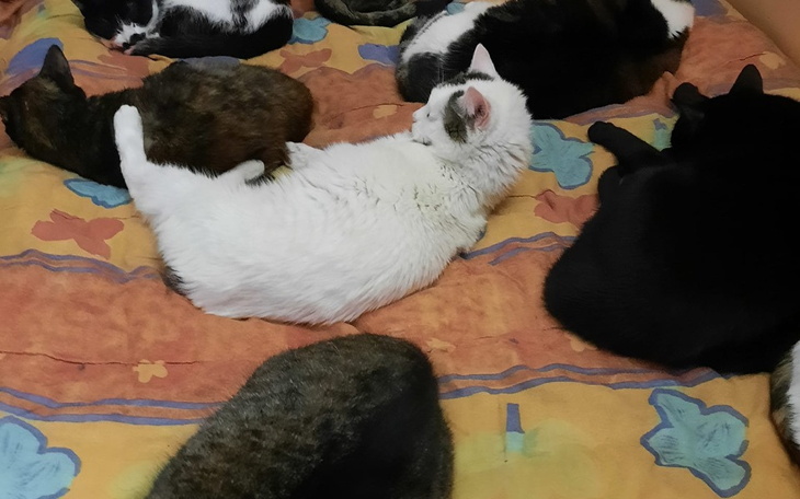 Zbiórka Na pomoc 34 kociakom - zdjęcie główne