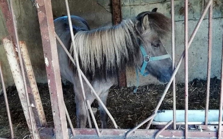 Zbiórka Ratunek dla Lucynki - zdjęcie główne