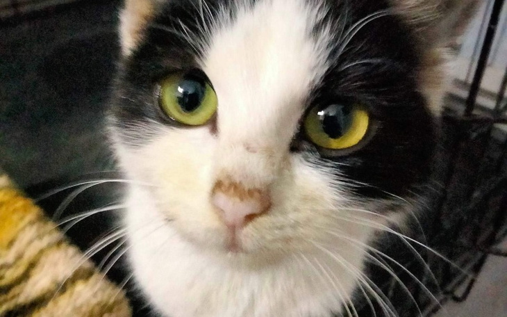 Zbiórka Dla Misifu - zdjęcie główne