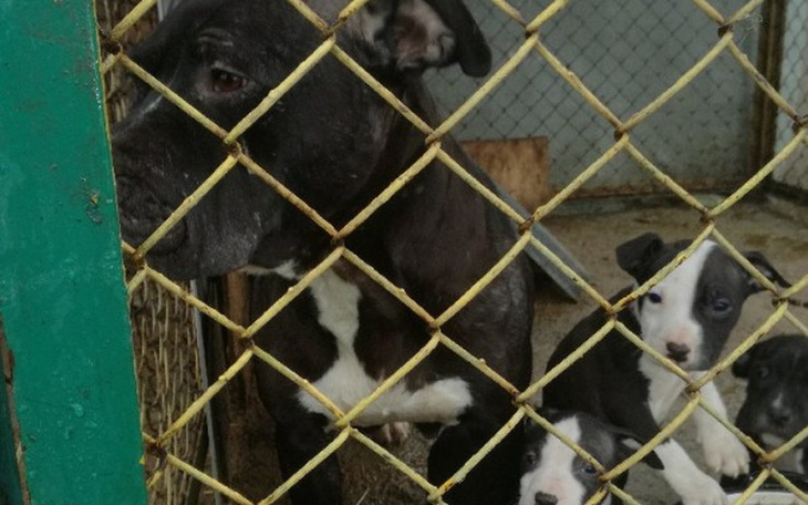 Zbiórka Na leczenie szczeniaków AST - zdjęcie główne