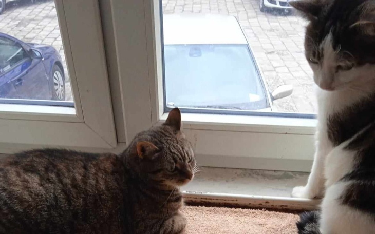 Dwa koty siedzące na parapecie, patrzące na zewnątrz.