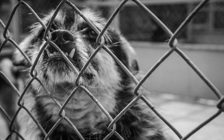 Zbiórka Schronisko dla psiaków z Radomia - zdjęcie główne