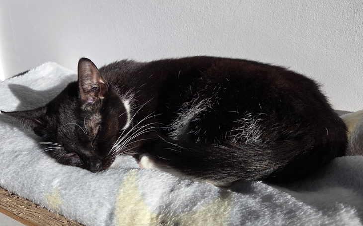 Czarny kot śpiący na szarej kocyku w świetle słonecznym.
