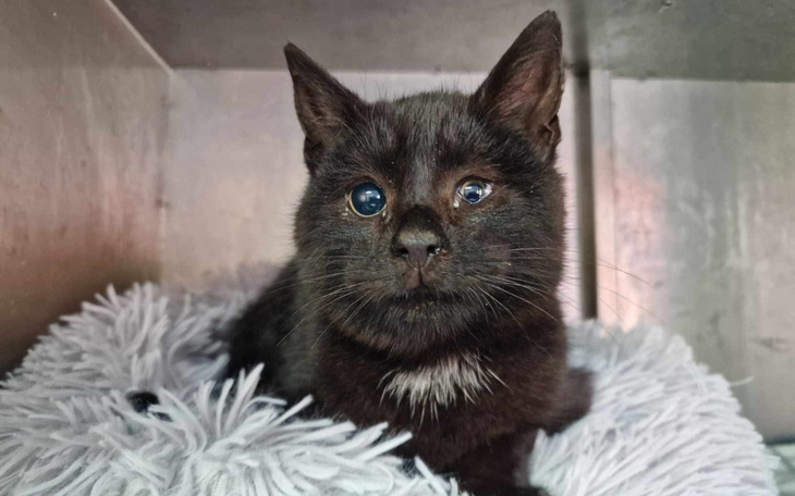 Mały czarny kotek z niebieskimi oczami w legowisku.