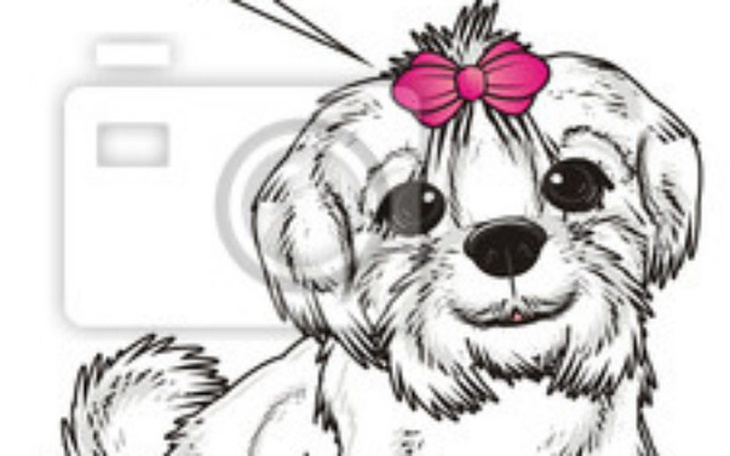 Zbiórka Pomoc dla Belli  Maltańczyka - zdjęcie główne