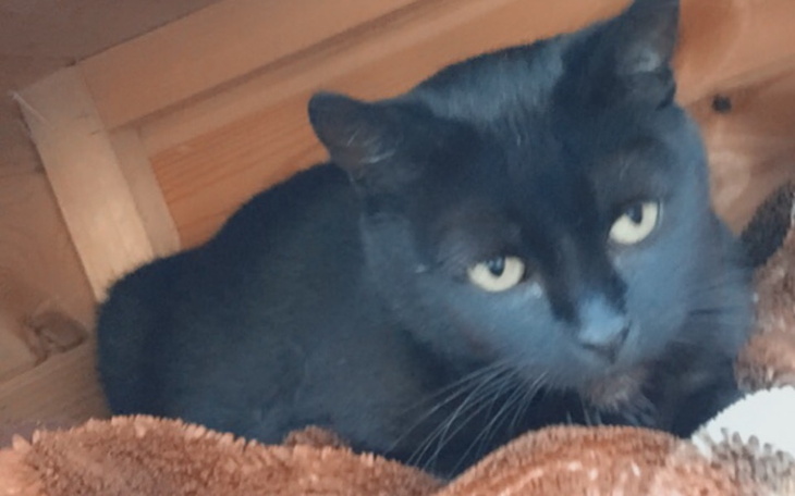 Czarny kot leżący w drewnianym schowku, z wyrazem tajemniczości.