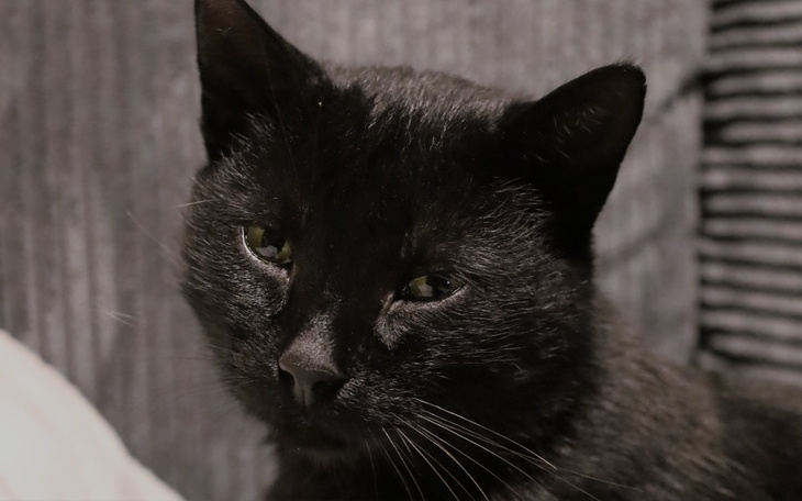 Zbiórka ratowanie zdrowia mojego kotka - zdjęcie główne