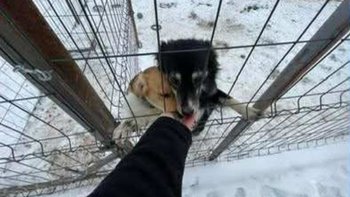 Zbiórka Pomoc dla 13 psiaków - miniaturka zdjęcia