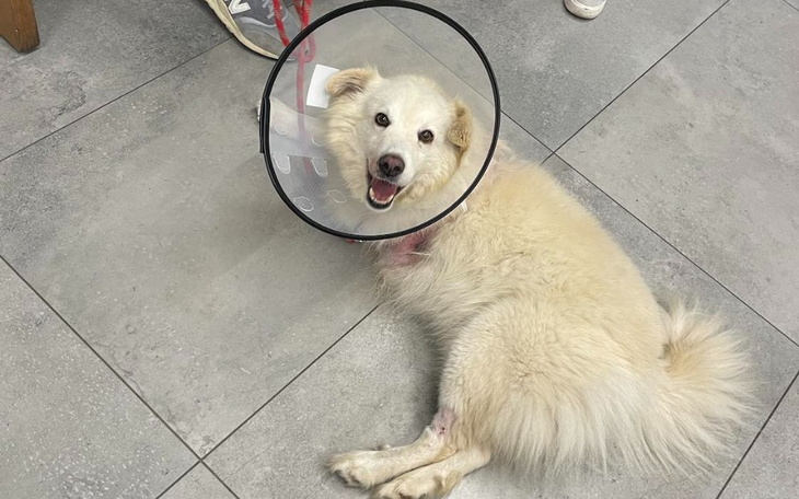 Zbiórka Leo na 3 łapach - zdjęcie główne