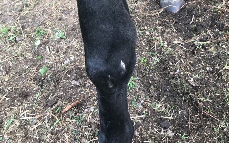 Zbiórka Leczenie Nogi Harleya - zdjęcie główne