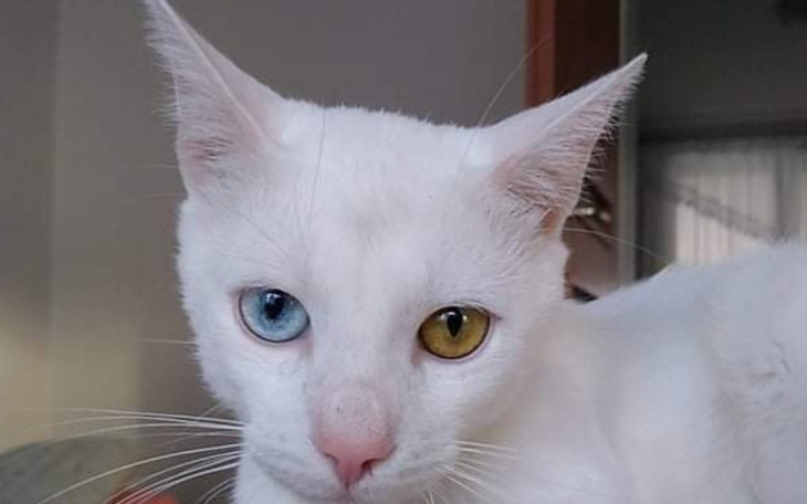 Zbiórka Walczymy o życie Filemona - zdjęcie główne