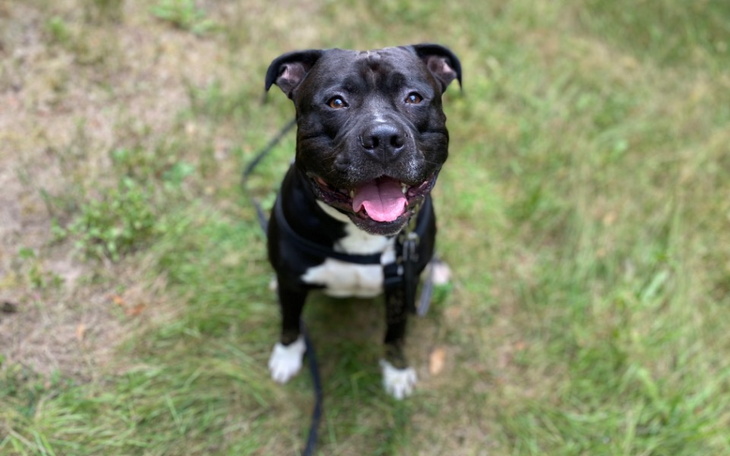 Szczęśliwy pies rasy amstaff siedzący na trawie.