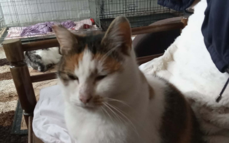 Kot siedzący na kanapie w schronisku dla zwierząt.