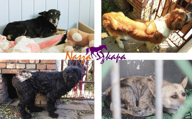 Zbiórka Fundusz Psiego Seniora - zdjęcie główne