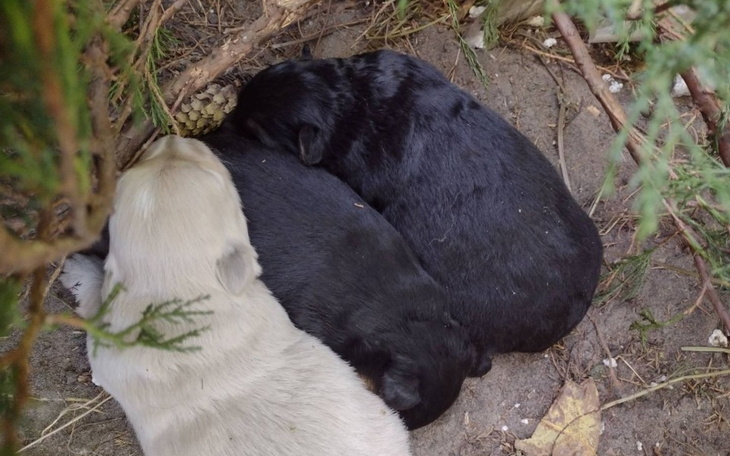 Zbiórka Szczeniaki z kukurydzy - zdjęcie główne