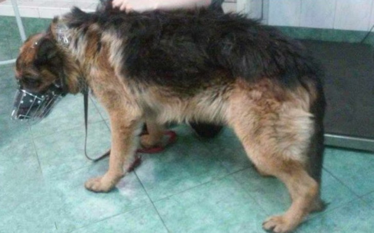 Zbiórka Ares potrzebuje pilnej pomocy - zdjęcie główne