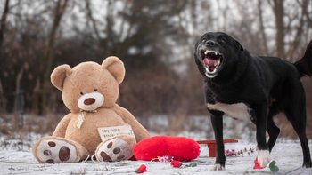 Zbiórka Walentynka dla PsiKotka! 💘 - miniaturka zdjęcia