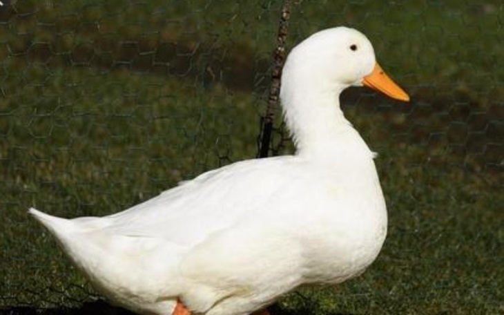 Zbiórka Na karmę dla kaczek oraz kur. - zdjęcie główne