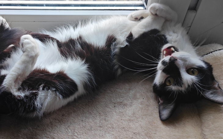 Zbiórka Henio - kot kotów - zdjęcie główne