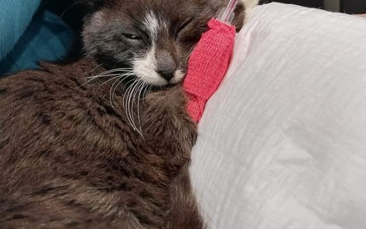 Zbiórka Olafek i Ofelia walczą o życie - zdjęcie główne