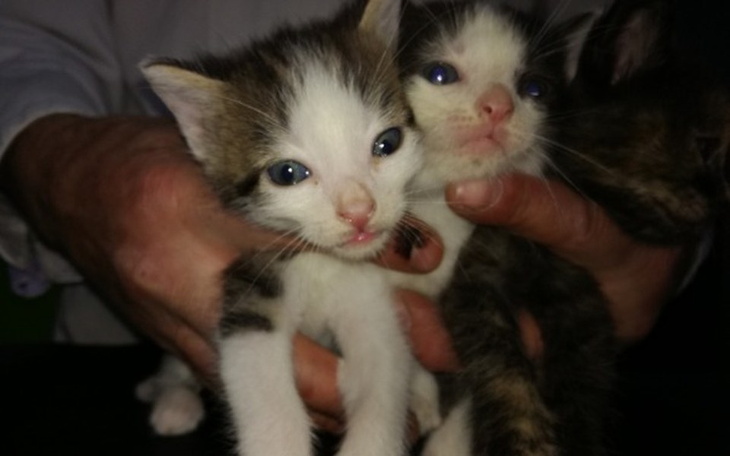 Zbiórka TOZ PROSI  Jedzenie dla kociaków - zdjęcie główne