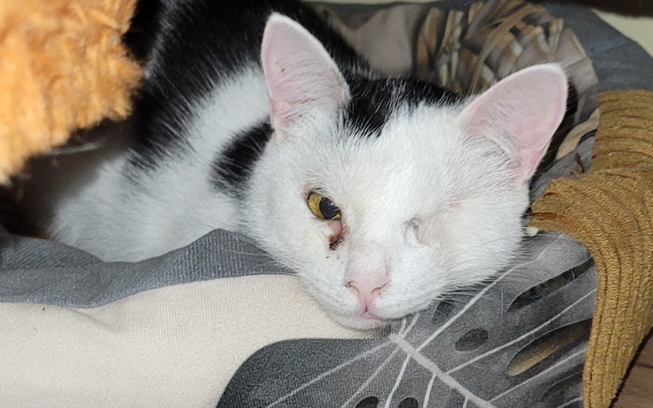 Zwierzęta w schronisku czekające na adopcję.