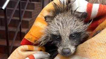 Zbiórka Na ratunek Jenota! - miniaturka zdjęcia