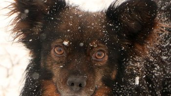 Zbiórka Dla Boguszków - miniaturka zdjęcia