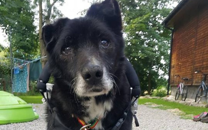 Zbiórka Stawiamy Lorda na łapy - zdjęcie główne