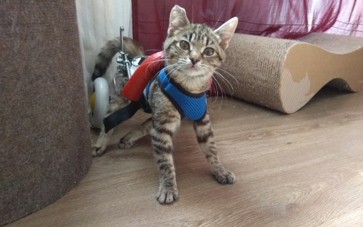 Zbiórka Rehabilitacja Carmen - zdjęcie główne