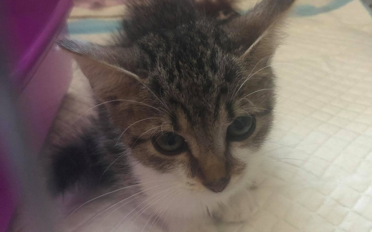 Zbiórka Kimi oparała się panleukopenii - zdjęcie główne