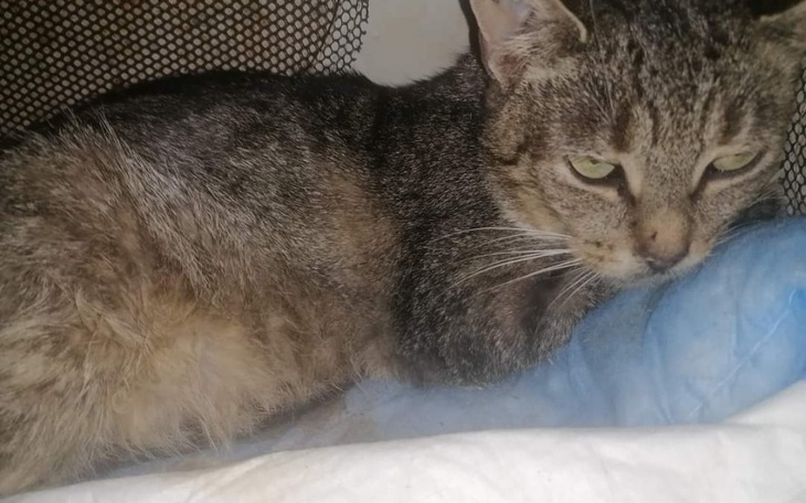 Zbiórka Czy uratujemy Bunię - zdjęcie główne