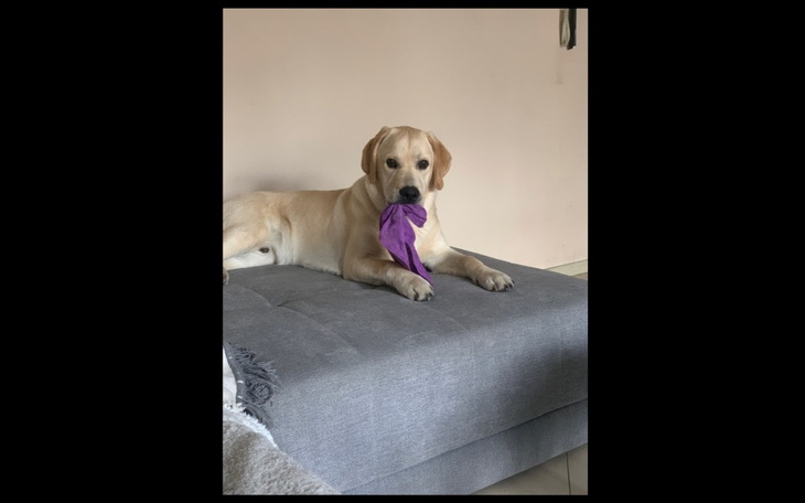 Zbiórka Pomoc labladorkowi - zdjęcie główne