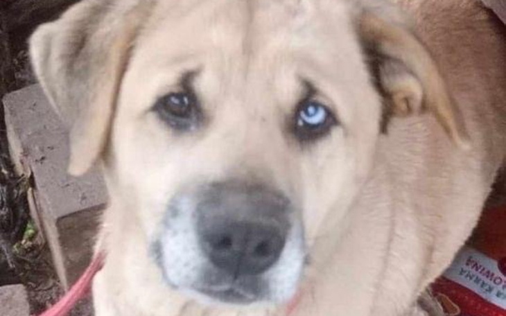 Zbiórka Transport psa z padaczką - zdjęcie główne