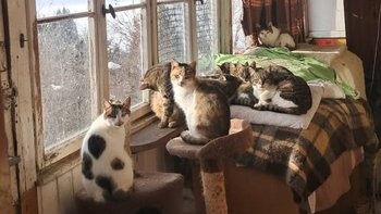 Zbiórka Kraina Wielkich Tragedii - miniaturka zdjęcia