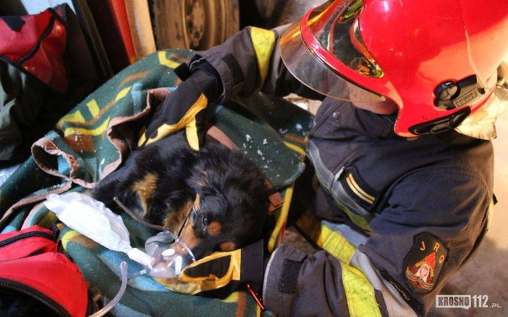 Zbiórka Podpalił dom, zginęły zwierzęta - zdjęcie główne