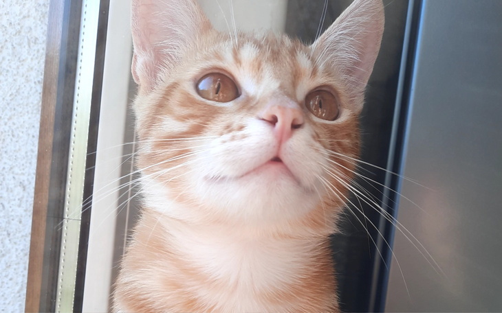 Rudy kotek z dużymi oczami, patrzący przez okno.