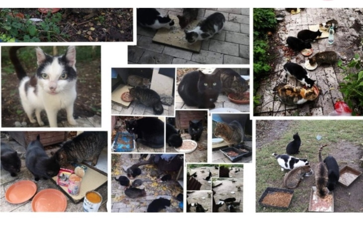Zbiórka Dla chorych kotków - zdjęcie główne